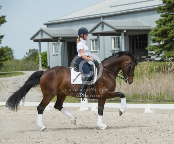 Oldenburg Ridden Dressage