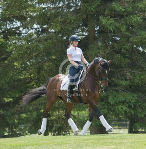  Oldenburg Ridden Dressage