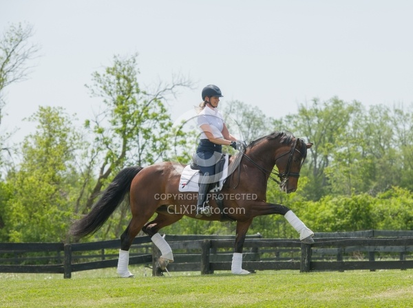 Oldenburg Ridden Dressage