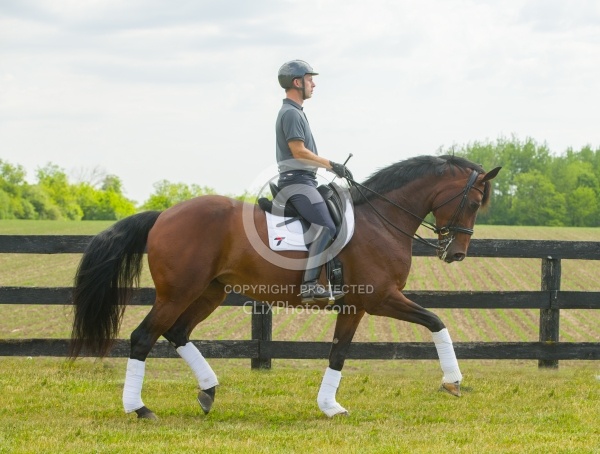  Oldenburg Ridden Dressage