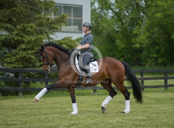 Oldenburg Ridden Dressage