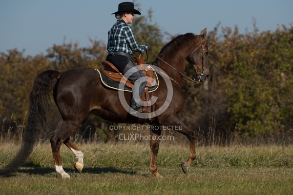 Saddlebred Ridden Western