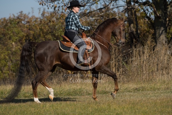 Saddlebred Ridden Western