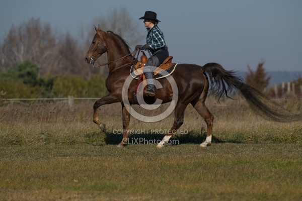 Saddlebred Ridden Western