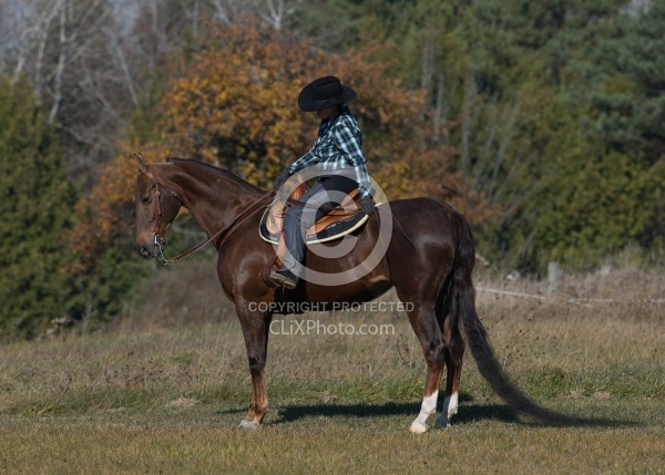 Saddlebred Ridden Western