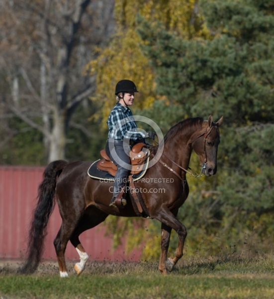 Saddlebred Ridden Western