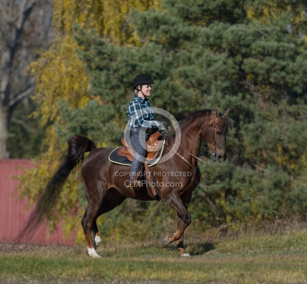 Saddlebred Ridden Western