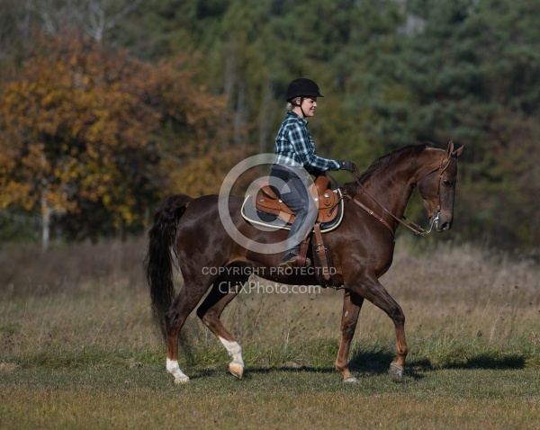 Saddlebred Ridden Western