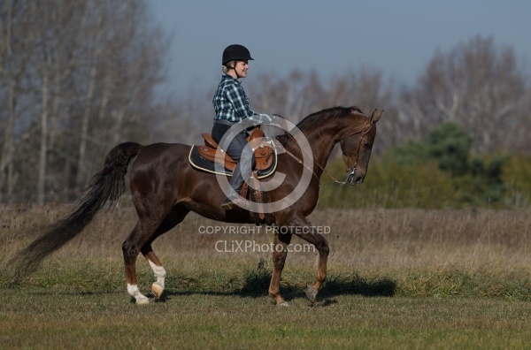 Saddlebred Ridden Western