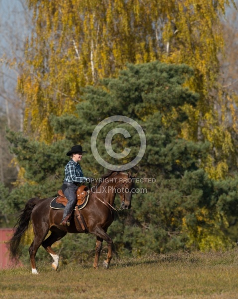 Saddlebred Ridden Western