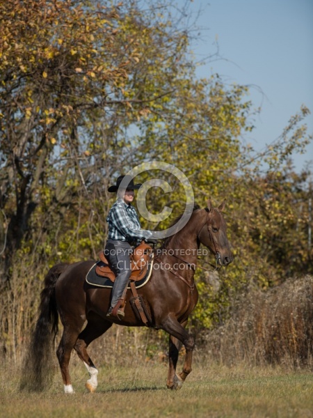 Saddlebred Ridden Western