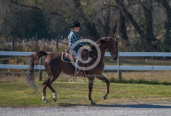 Saddlebred Ridden Western