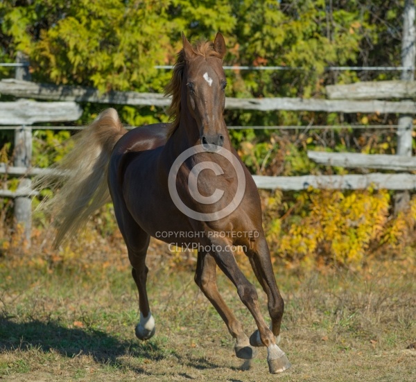 American Saddlebred Free Running