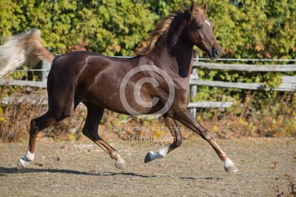 American Saddlebred Free Running