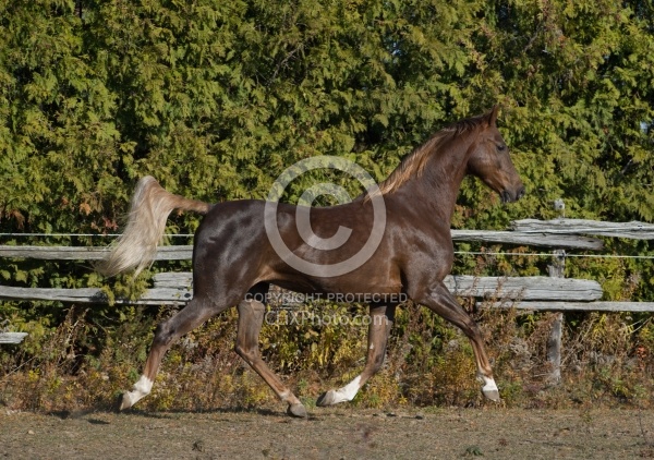 American Saddlebred Free Running