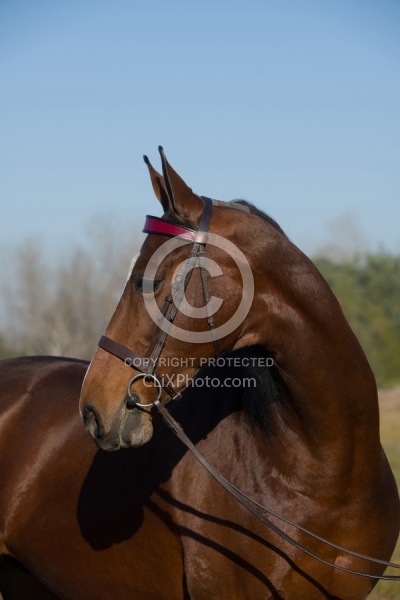 American Saddlebred Portrait