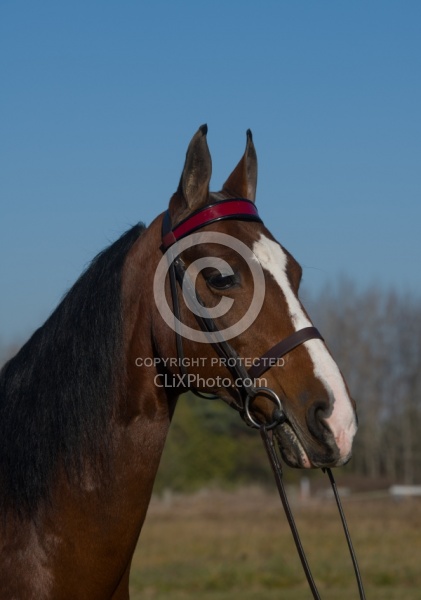 American Saddlebred Portrait