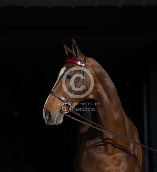 American Saddlebred Portrait