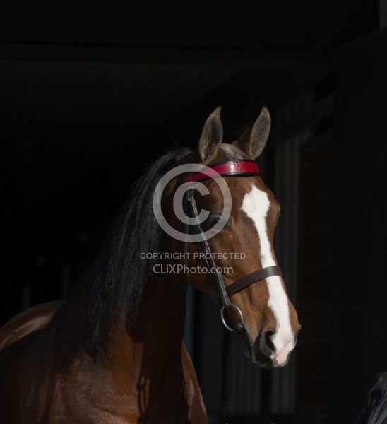 American Saddlebred Portrait