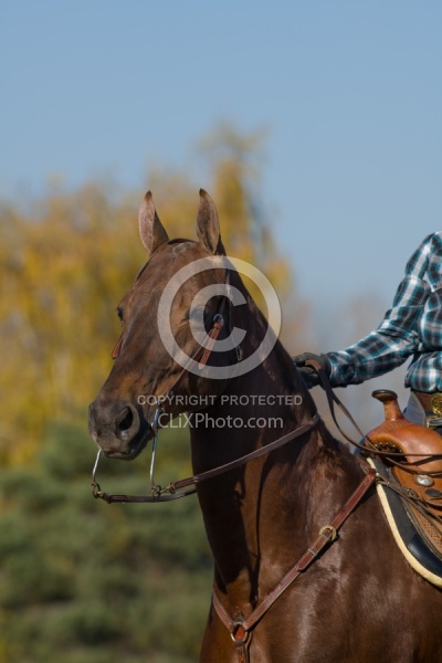 American Saddlebred Portrait