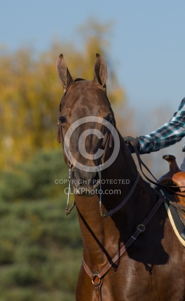 American Saddlebred Portrait