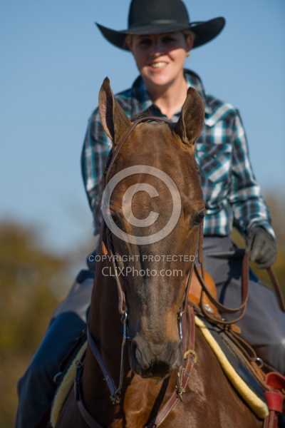 American Saddlebred Portrait