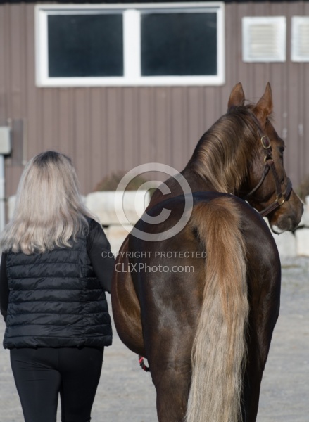 American Saddlebred with People