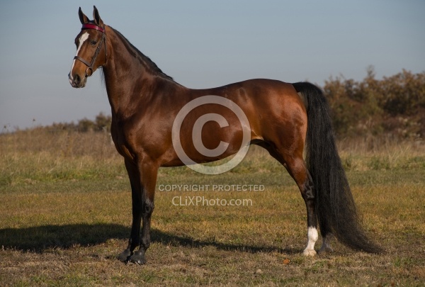 American Saddlebred Conformation