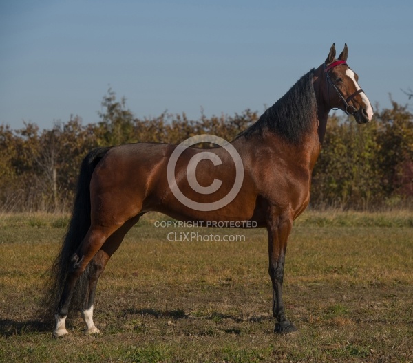 American Saddlebred Conformation
