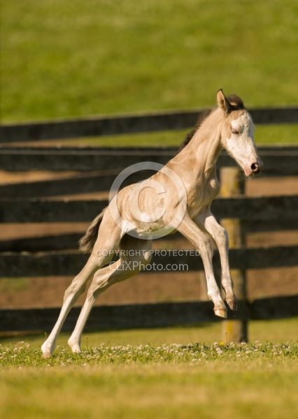 Foal Free Running, Connemara Quarter Horse Cross