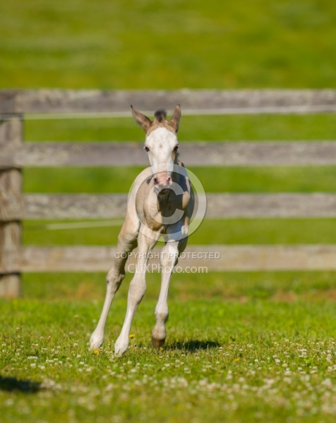 Foal Free Running, Connemara Quarter Horse Cross