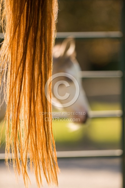Foal Portrait, Connemara Quarter Horse Cross