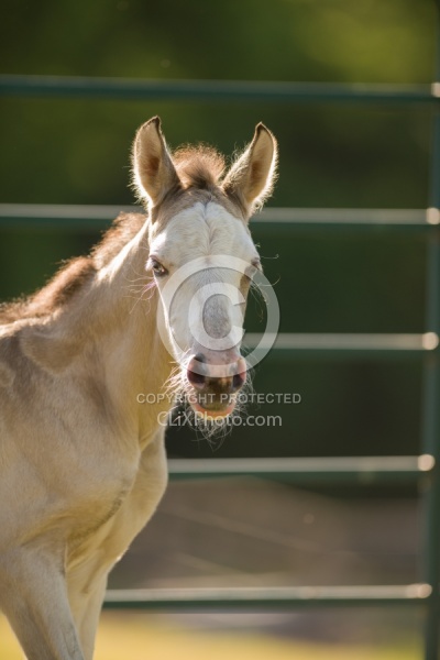 Foal Portrait, Connemara Quarter Horse Cross