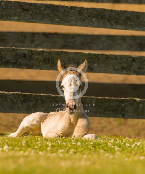 Foal Portrait, Connemara Quarter Horse Cross