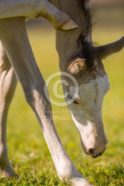 Foal Portrait, Connemara Quarter Horse Cross