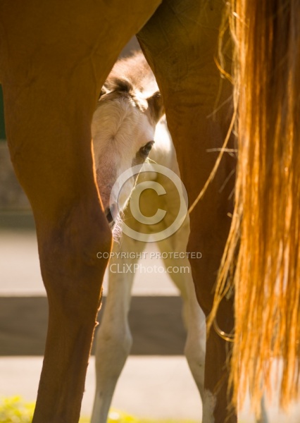 Foal Portrait, Connemara Quarter Horse Cross
