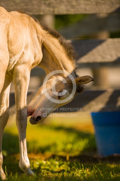 Foal Portrait, Connemara Quarter Horse Cross