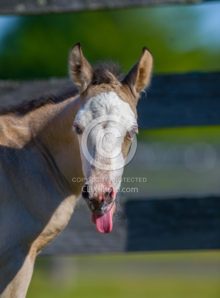 Foal Portrait, Connemara Quarter Horse Cross