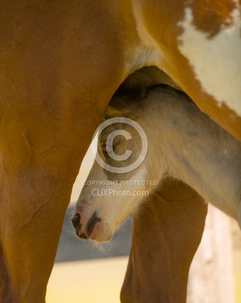 Foal Portrait, Connemara Quarter Horse Cross