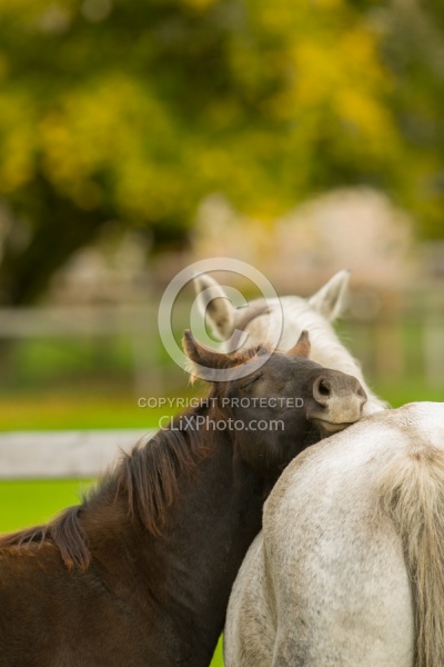 Foal Portrait
