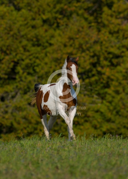 Canadian Warmblood Free Running