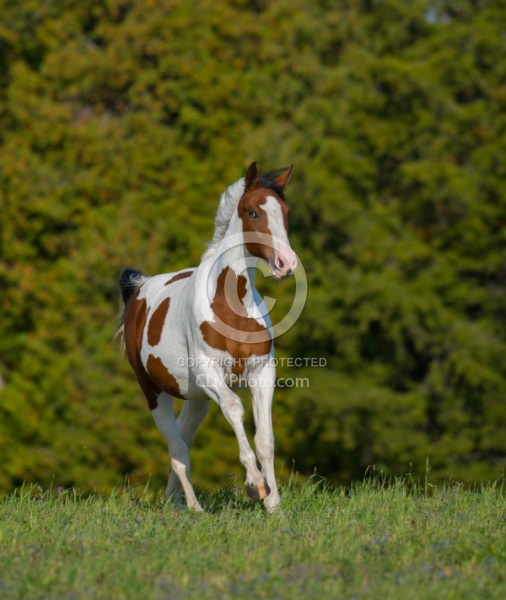 Canadian Warmblood Free Running