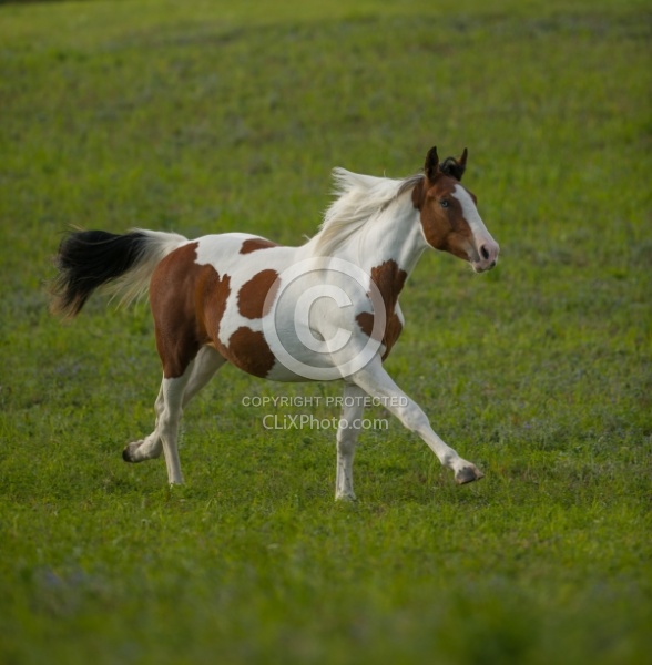 Canadian Warmblood Free Running