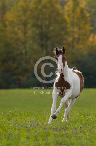 Canadian Warmblood Free Running