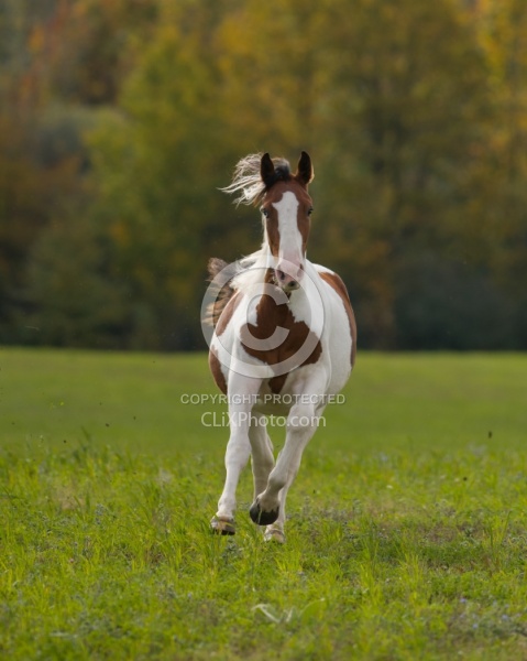 Canadian Warmblood Free Running