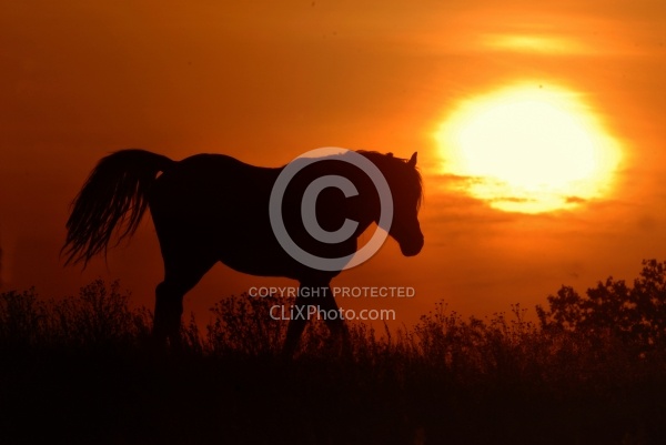 Nokota Horse Silhouette