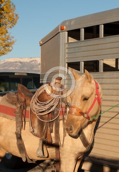 Horse at Trailer at The Hideout Guest Ranch
