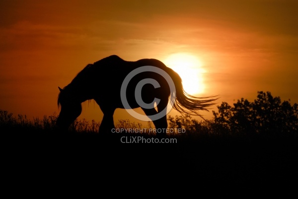 Nokota Horse Silhouette