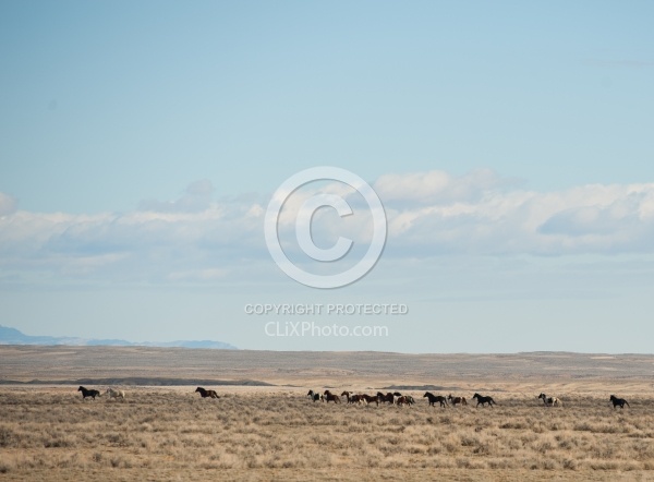 Riding to the Wild Horses with The Hideout Guest Ranch