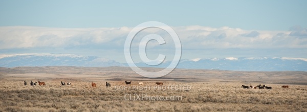 Riding to the Wild Horses with The Hideout Guest Ranch